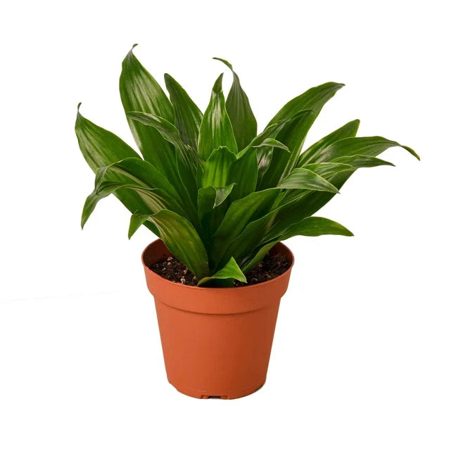 How to Care for a Dracaena Janet Craig (The Easy Plant Parent Guide)