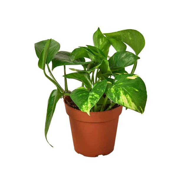Golden Pothos (4" Plant) – Youth Program Fundraiser